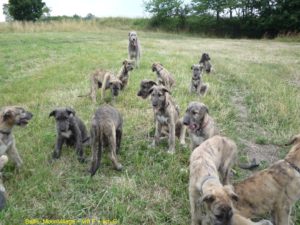 Irish Wolfhound Puppies