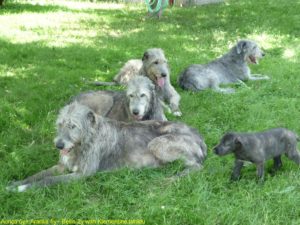 Past dogs