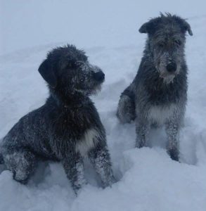 Haduvik and Lollobrigida