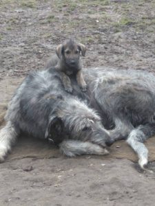 Ivanhoe with m_litter puppy