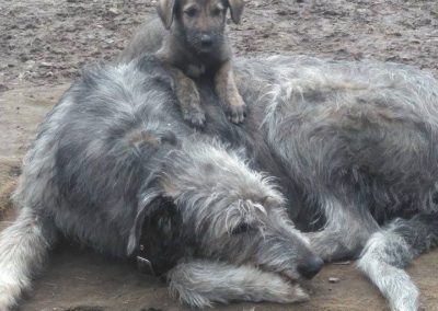 Ivanhoe with m_litter puppy