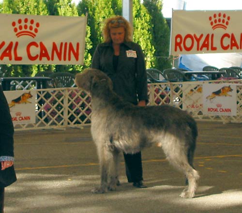 Irish Wolfhound - Thelonius Sagittarius - father of A-litter