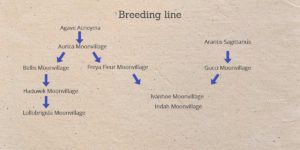 breeding line