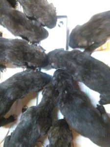 m-litter feeding time