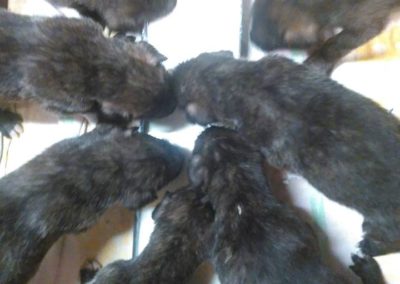 m-litter feeding time