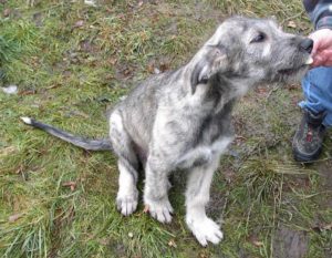 Baldur