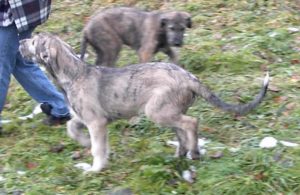 Baldur and Bellis