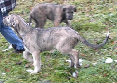 Baldur and Bellis