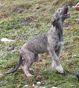 Baldur
