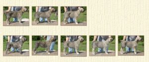 E-litter-puppies