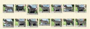 G-litter-puppies