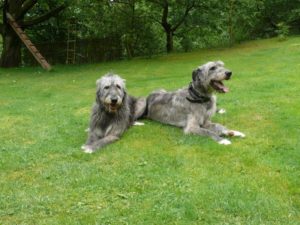 Ginna and Grandauer jun. 2017