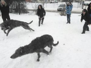 Lollobrigida ans Lassi in the snow