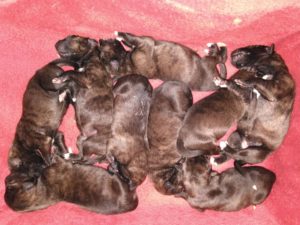 M-litter puppies