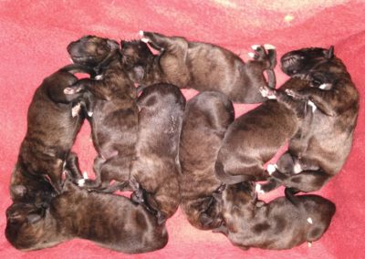 M-litter puppies