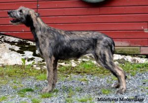 Malleficent 4,5 month