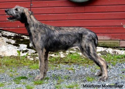 Malleficent 4,5 month