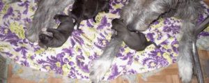 d-litter