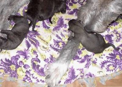d-litter