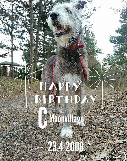 Happy birthday C-Litter