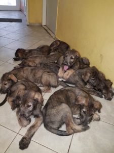 m-litter at Renatas