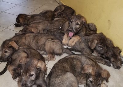 m-litter at Renatas