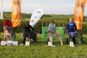 lure coursing