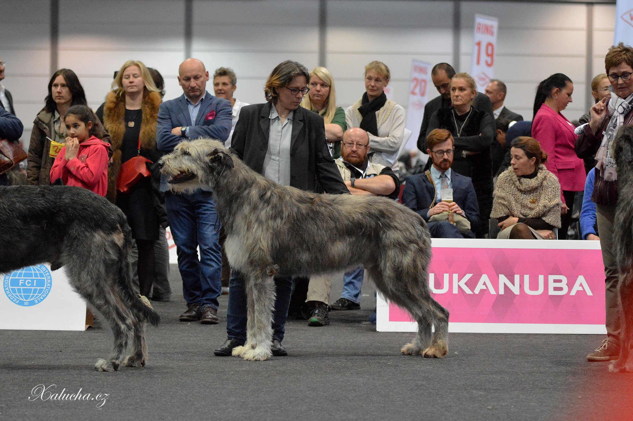 Ivanhoe MoonVillage working class winner Kennel MoonVillage